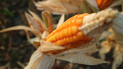 Corn is dried on the trunk before being harvested and transported home