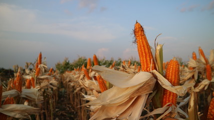 Corn is dried on the trunk before being harvested and transported home