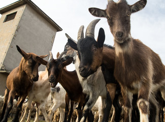 Flock of funny face goats