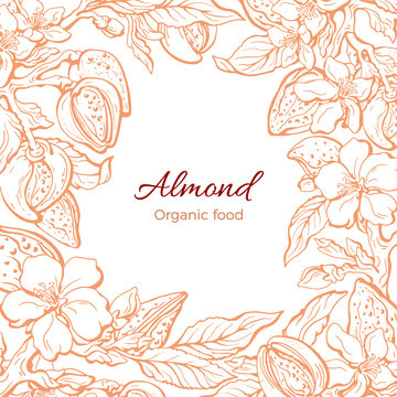 Almond. Vector frame. Realistic sketch