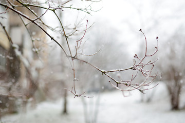 Branches covered with snow on winter day
