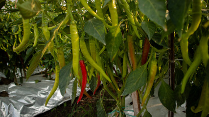 Chili cultivation, one of agriculture with good business value. Looks fertile with maximum care