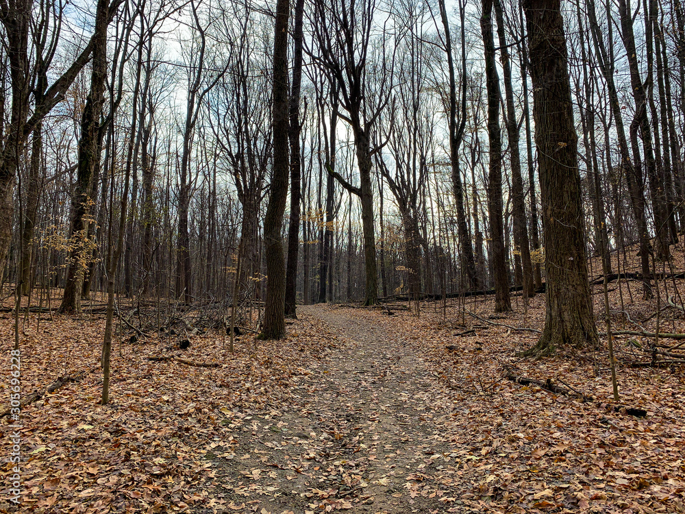 Wall mural forest in autumn