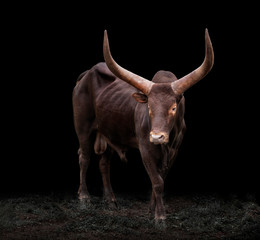 Watusi a big cow in black background