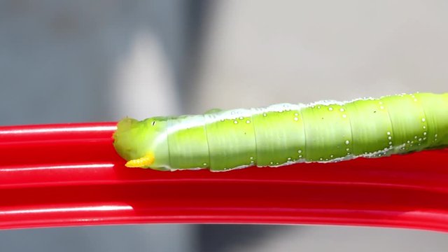 Oleander Hawk Moth Caterpillar (Daphnis nerii, Sphingidae), crawl on a red  grip.