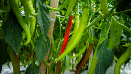 Chili cultivation, one of agriculture with good business value. Looks fertile with maximum care