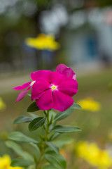 Colorful watercress flowers in the garden