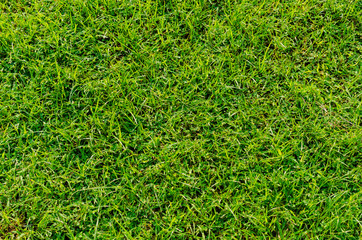 Green grass pattern and texture for background. Close-up