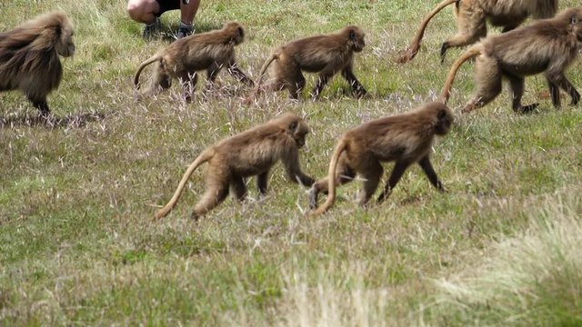 Large group of Gelada Baboons roaming amongst tourists in the Ethiopia highlands