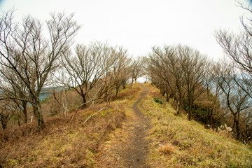 Fototapeta na wymiar 兵庫県・市原コースから尾根沿いに千ヶ峰頂上へ