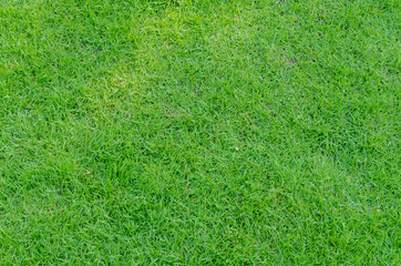 Green grass pattern and texture for background. Close-up