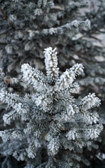 Fir tree branch covered with snow. winter, frosty day