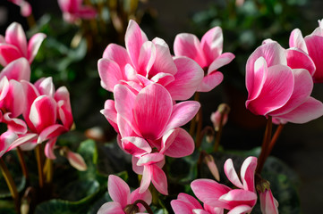 Obraz premium Dutch flowers, pots with colorful cyclamen plants