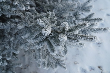 Fir tree branch covered with snow. winter, frosty day