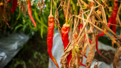 Chili cultivation, one of agriculture with good business value. Looks fertile with maximum care