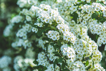 Clusters of small white flowers and buds of spiraea (Spiraea thunbergii), Grefsheim variety on bush close-up in selective focus