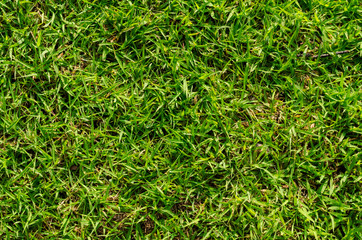 Green grass pattern and texture for background. Close-up