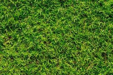Green grass pattern and texture for background. Close-up