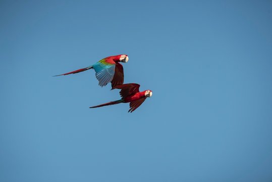 Closeup green winged macaw flying on blue sky background