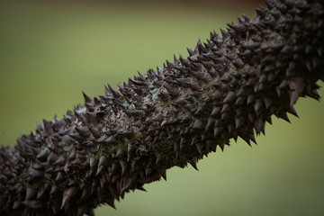 Selective Focus on the thorny trunk of the floss tree (Ceiba speciosa) against blurred background.