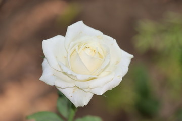 Beautiful white Rose flower background