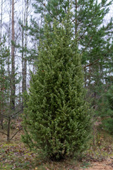 beautiful spruce in the autumn forest