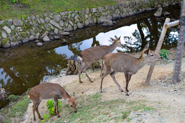 奈良公園　鹿