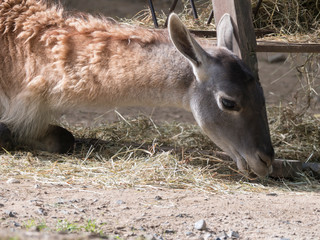 lying and eating Guanaco Lama Guanaco Lama guanicoe head shot profile portrait in stall