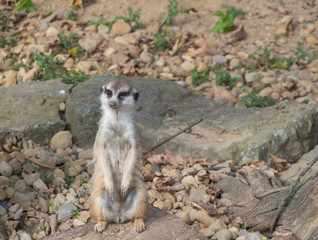 Close up standing meerkat or suricate, Suricata suricatta looking up, selective focus, copy space for text