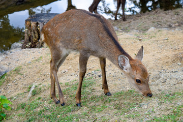 奈良公園　鹿