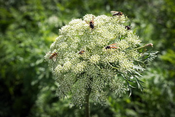 Wasps collect nectar from the seed inflorescence of vegetable carrots in the garden.