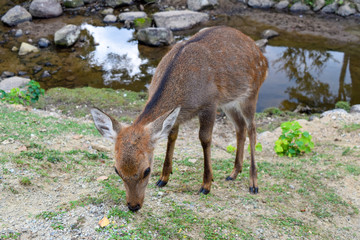 奈良公園　鹿