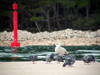 Fototapeta premium gull