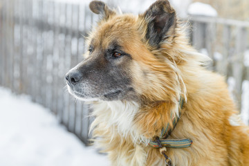 Close up head portrait of big shaggy fair haired dog with a wooden fence on the background in winter