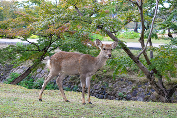 奈良公園　鹿