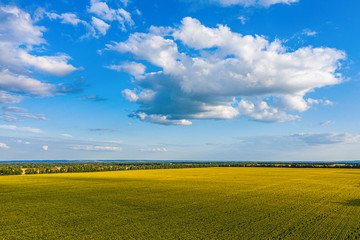 Obraz premium Aerial Flying over Blooming yellow sunflowers field with blue cloudless sky. Sunflowers field under blue sky with white fluffy clouds. Wonderful drone photo for ecological concept