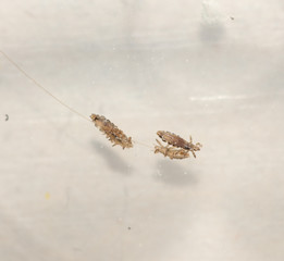 Prevention and elimination of lice. On a white table
