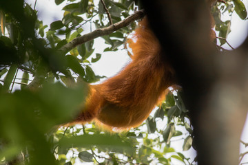 Orangutan Swinging with Focus on Belly