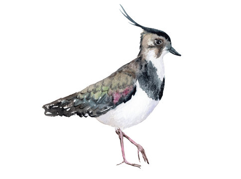 watercolor drawing of a bird - lapwing with crest