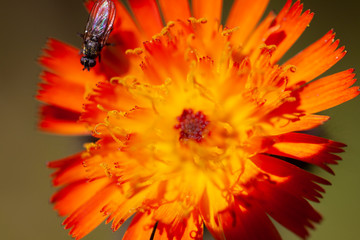Makroaufnahme Schwebfliege auf Blüte