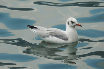 Gabbiano comune sull'acqua in Inverno con riflesso