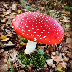 Toadstool perfection