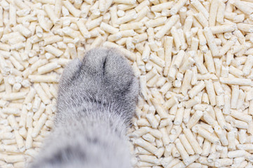 Natural eco-friendly cat litter and cat's paw close-up. Pet care concept, zero waste. Copy space.