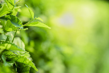 Closeup beautiful view of nature green leaves on blurred greenery tree background with sunlight in public garden park. It is landscape ecology and copy space for wallpaper and backdrop.