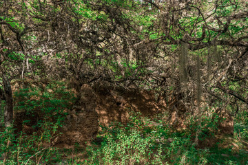 TYPICAL NATURE OF THE DRY ENVIRONMENT OF THE CHICAMOCHA CANYON IN COLOMBIA