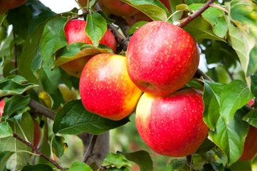 Obraz premium Ripe fresh red apples grow on the branches. Apple garden