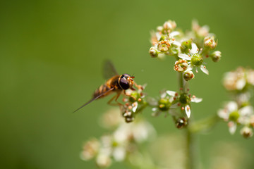 Makroaufnahme Schwebfliege auf Blüte