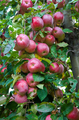 Ripe fresh red apples grow on the branches. Apple garden