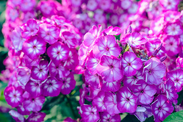 Fototapeta na wymiar Blooming purple phlox in the garden. Shallow depth of field.