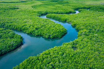 Gambia Mangroves. Aerial view of mangrove forest in Gambia. Photo made by drone from above. Africa Natural Landscape.